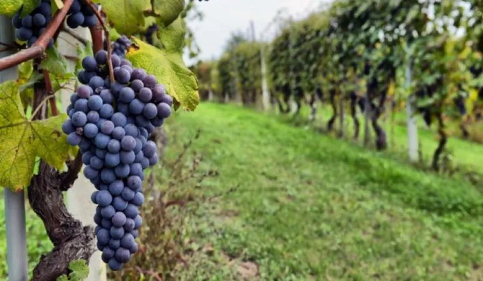 La Provincia firmó un acuerdo para la defensa y protección de la vitivinicultura 