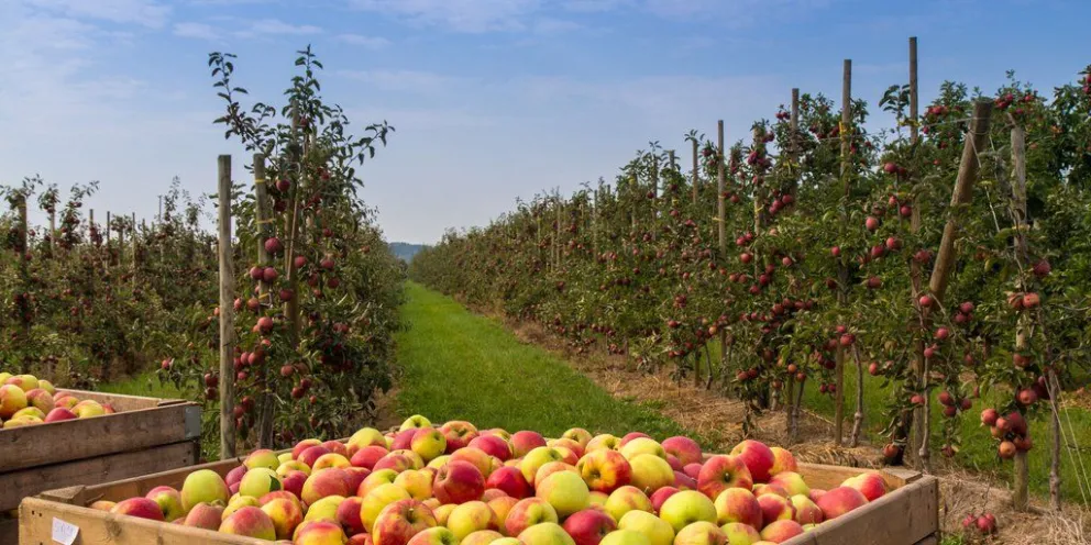 Bajó la producción de manzanas europeas y Hemisferio Sur se posiciona en el mercado 