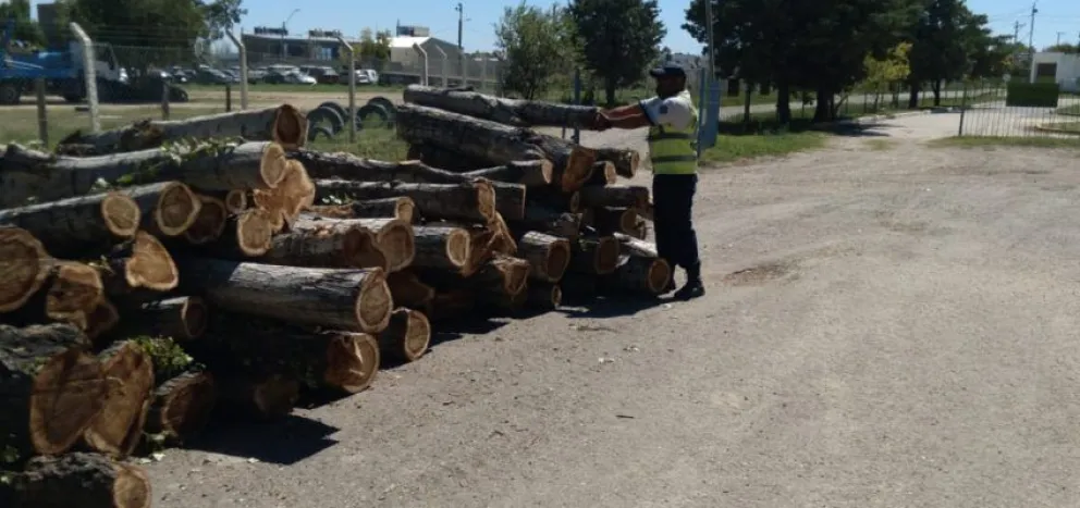 Ocho toneladas de leña era transportada por un camión y fue detenido