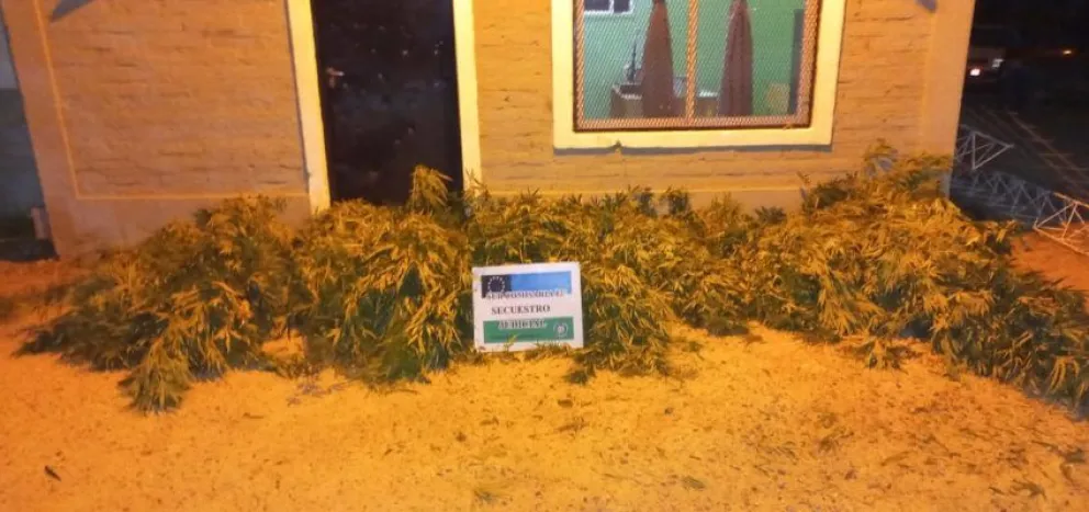 Realizaban una investigación por robo y se encontraron con plantas de marihuana