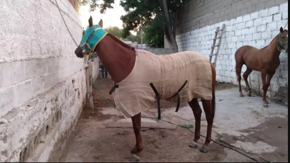 Robaron una yegua que vale un millón de pesos y apareció en Sierra Grande