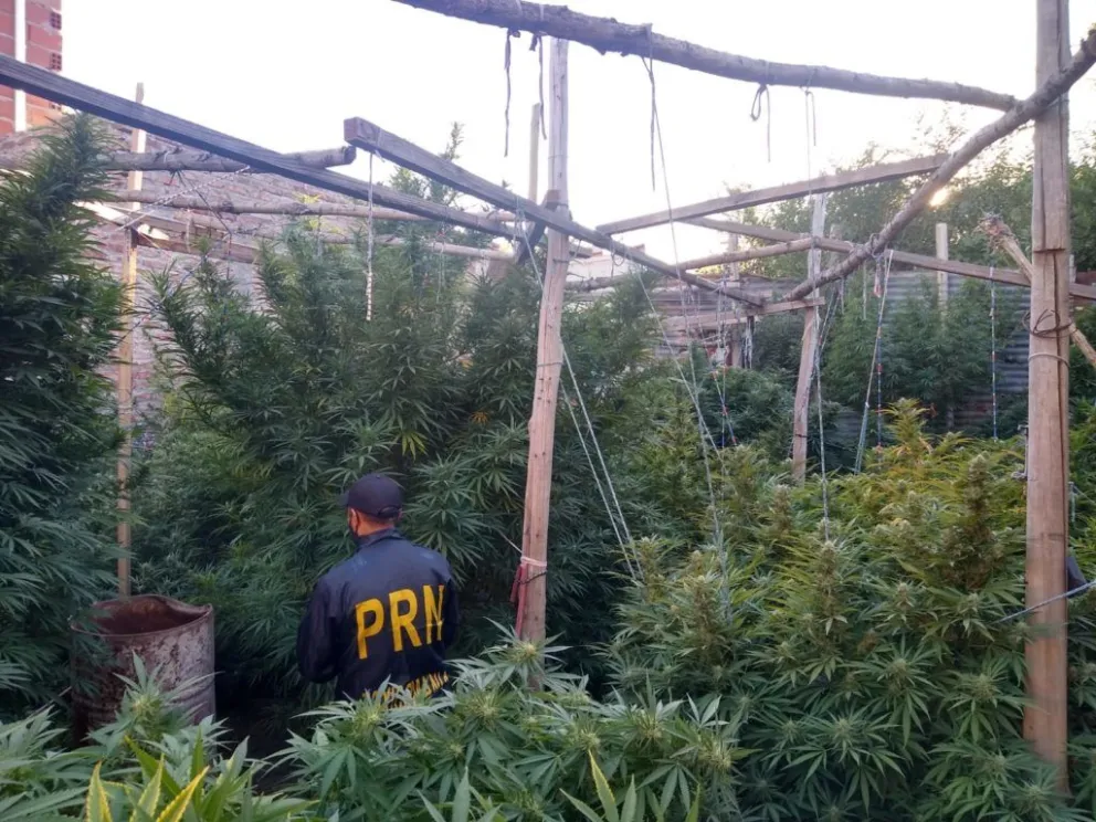    Secuestran gran cantidad de plantas de marihuana, drogas, armas y herramientas de precisión
