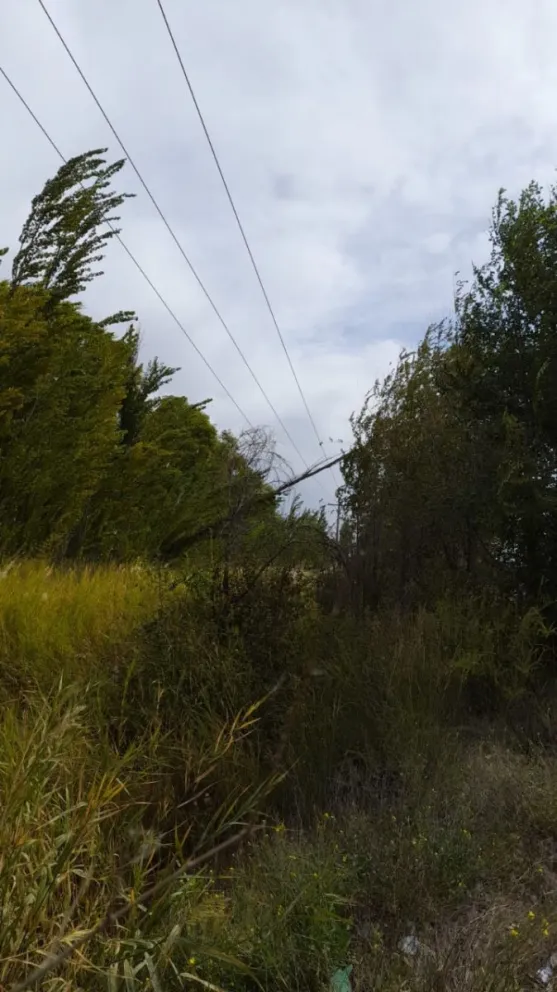 Lo que el viento nos dejó: árboles caídos y miles de vecinos sin luz 