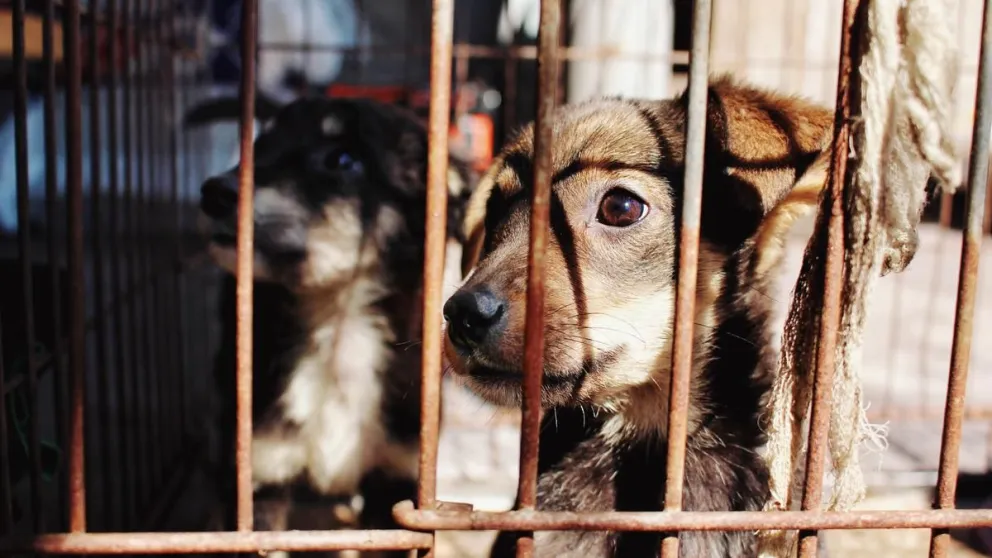 Maltrató a dos perros y ahora tendrá que pagarles manutención por un año