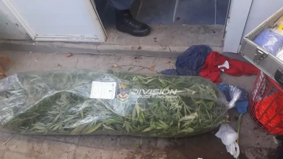 Otro delincuente al que encontraron cultivando plantas de marihuana de más de 2 metros