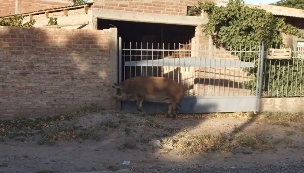 Inesperado: una chancha apareció paseando por las calles y sorprendio a los vecinos 