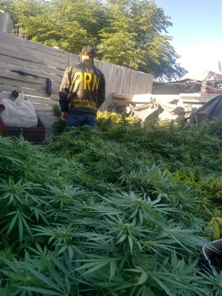 Complicados: los allanaron tenían más de 60 plantas de marihuana y un kilo de cogollos