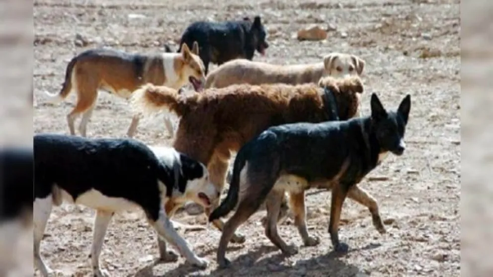 Terrible: un empleado murió tras ser atacado por al menos 15 perros en una planta ambiental