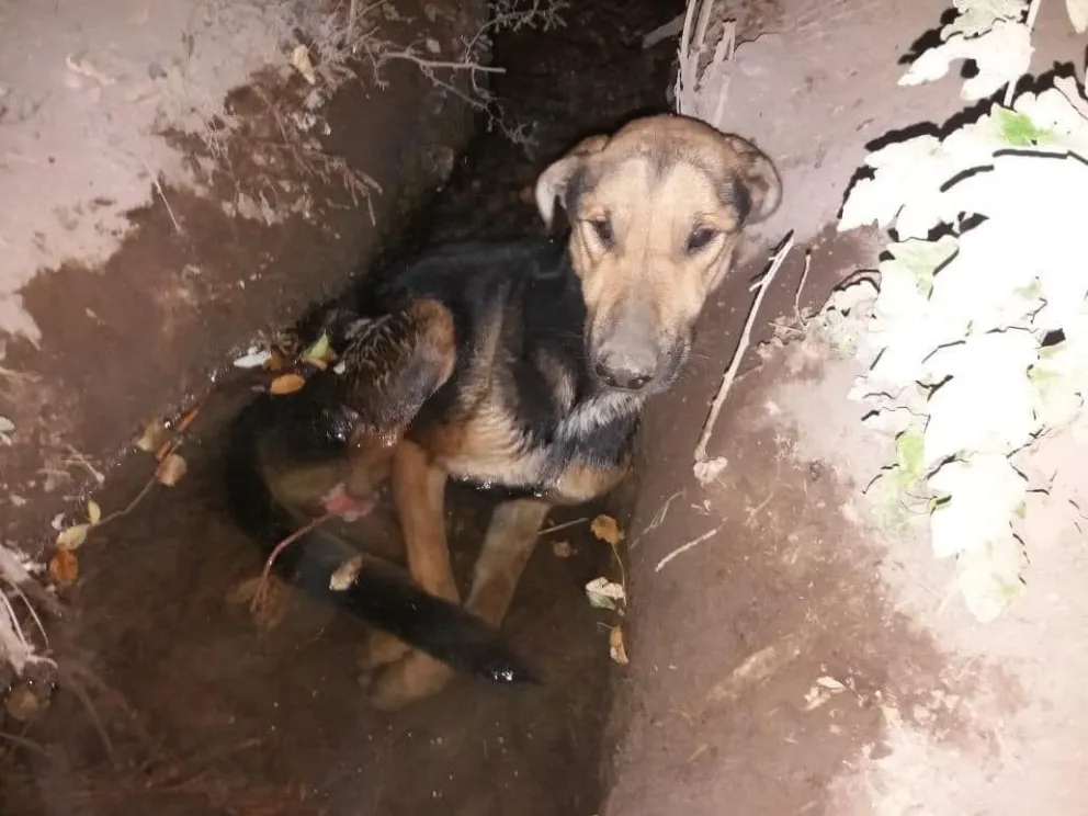 El peor final: intentaron rescatar un perro y no llegaron a tiempo