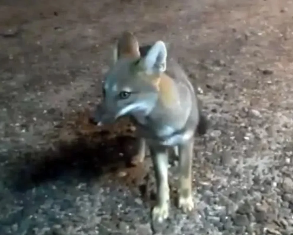 Video: Un zorro gris muy amistoso en el camping de la Lobería