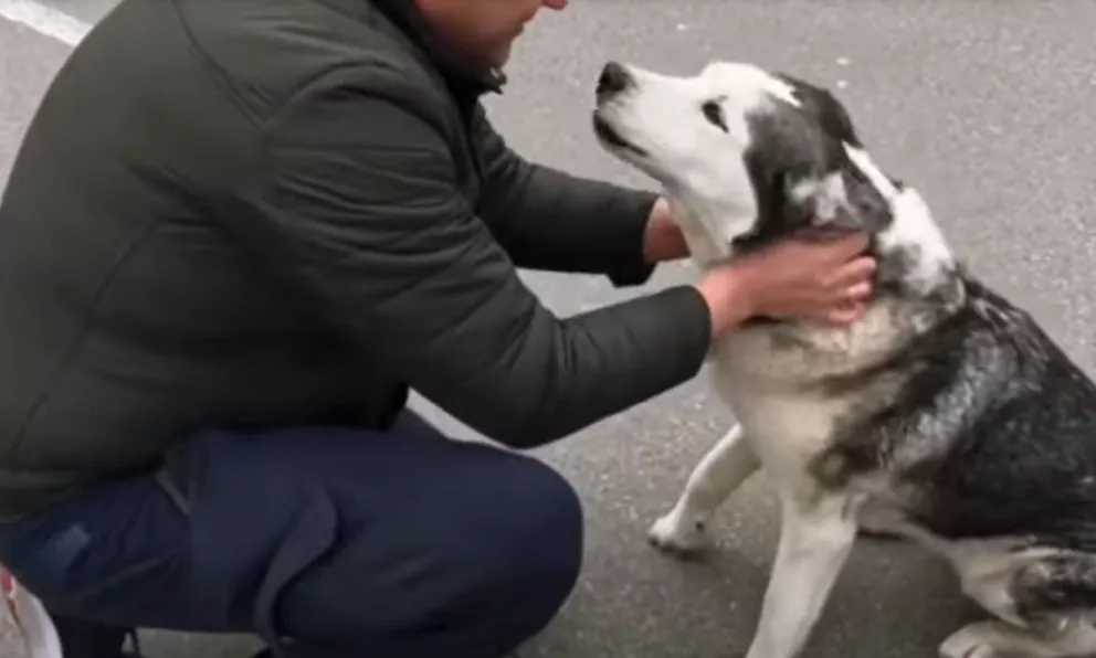 Los perritos que son rescatados necesitan tu aporte: ¿Cómo ayudarlos? 