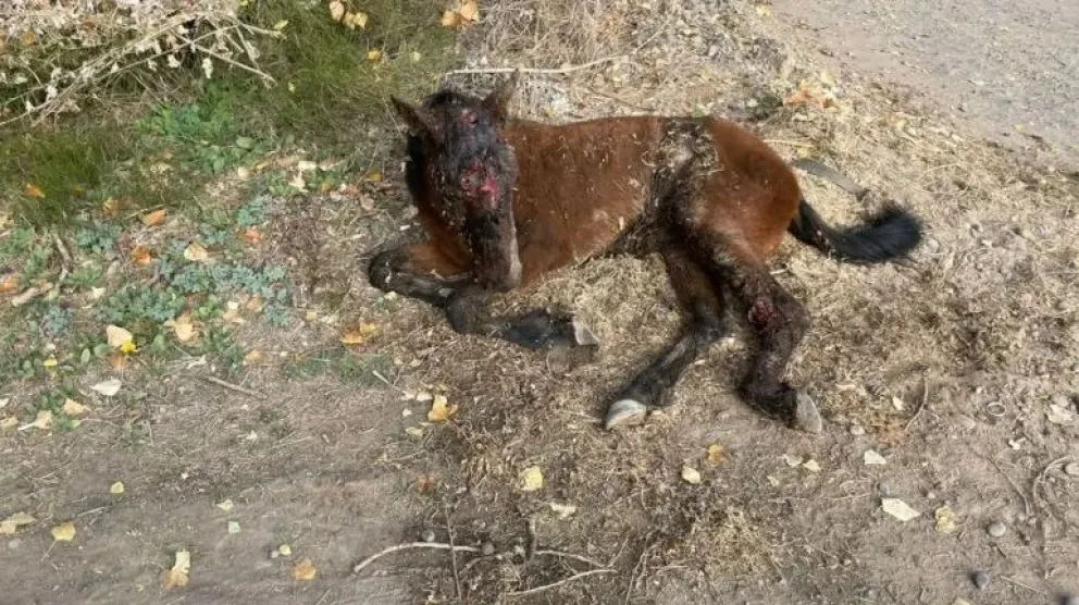 Maltrato animal: apareció una potranca abandonada y con heridas gravísimas 
