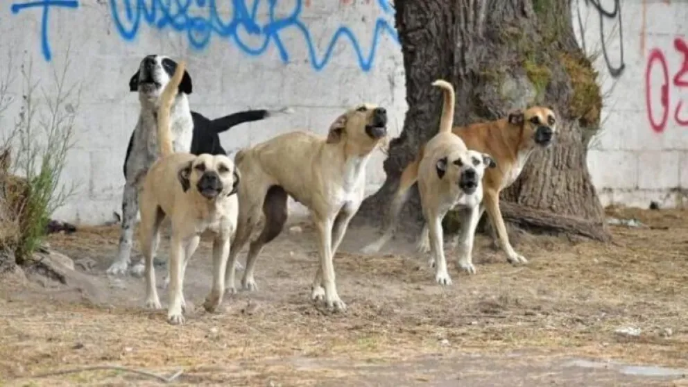 Una nena de 3 años fue salvajemente atacada por una jauría de perros