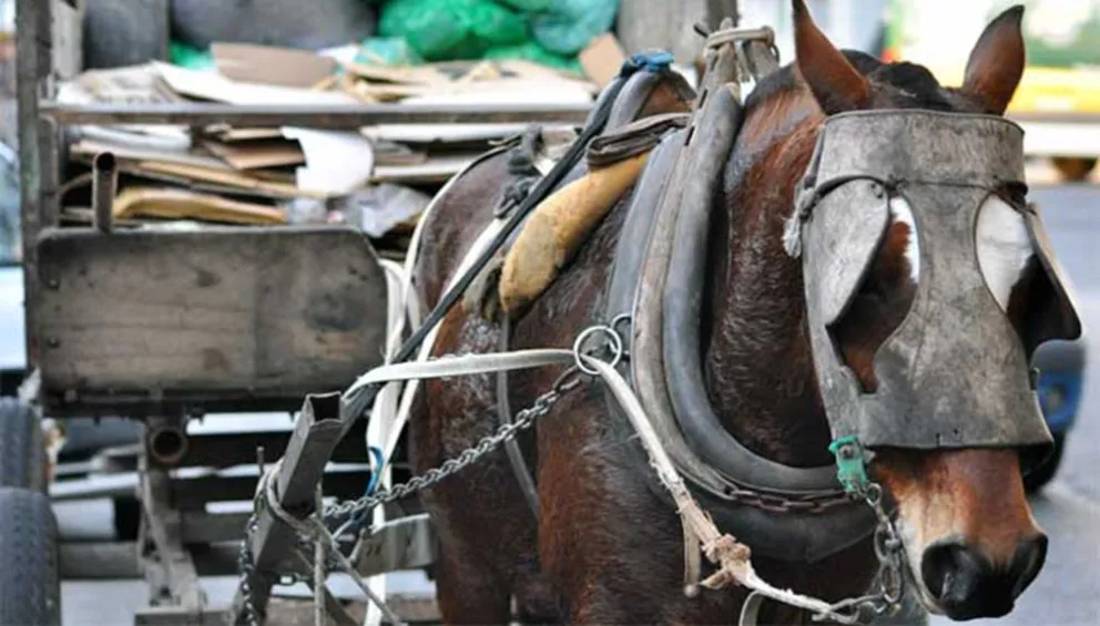 Tracción a sangre: ¿Qué pasó con el proyecto para impedir el uso de animales para tirar carros?
