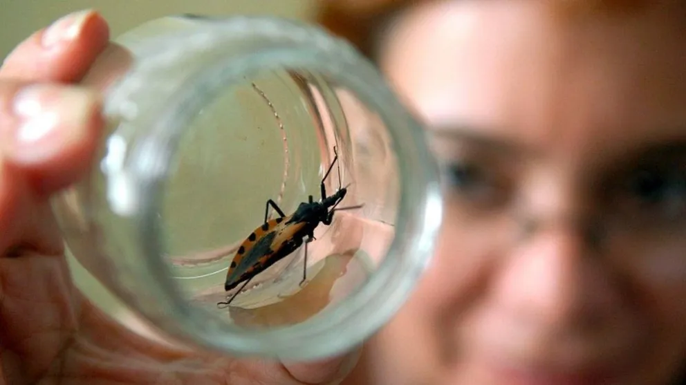 Día de la Lucha contra la Enfermedad de Chagas: 7 de cada 10 casos no saben que la padecen