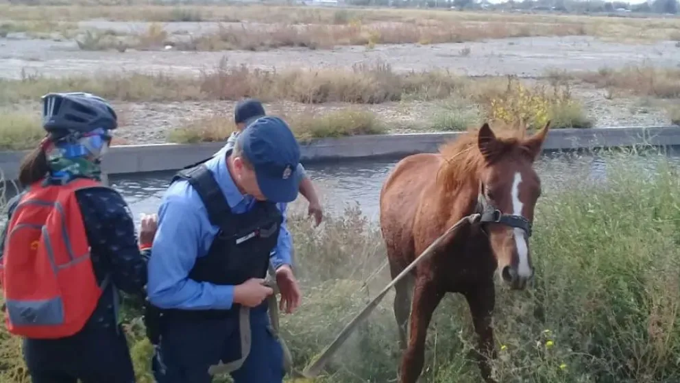 Rescataron un potrillo que había caído al agua