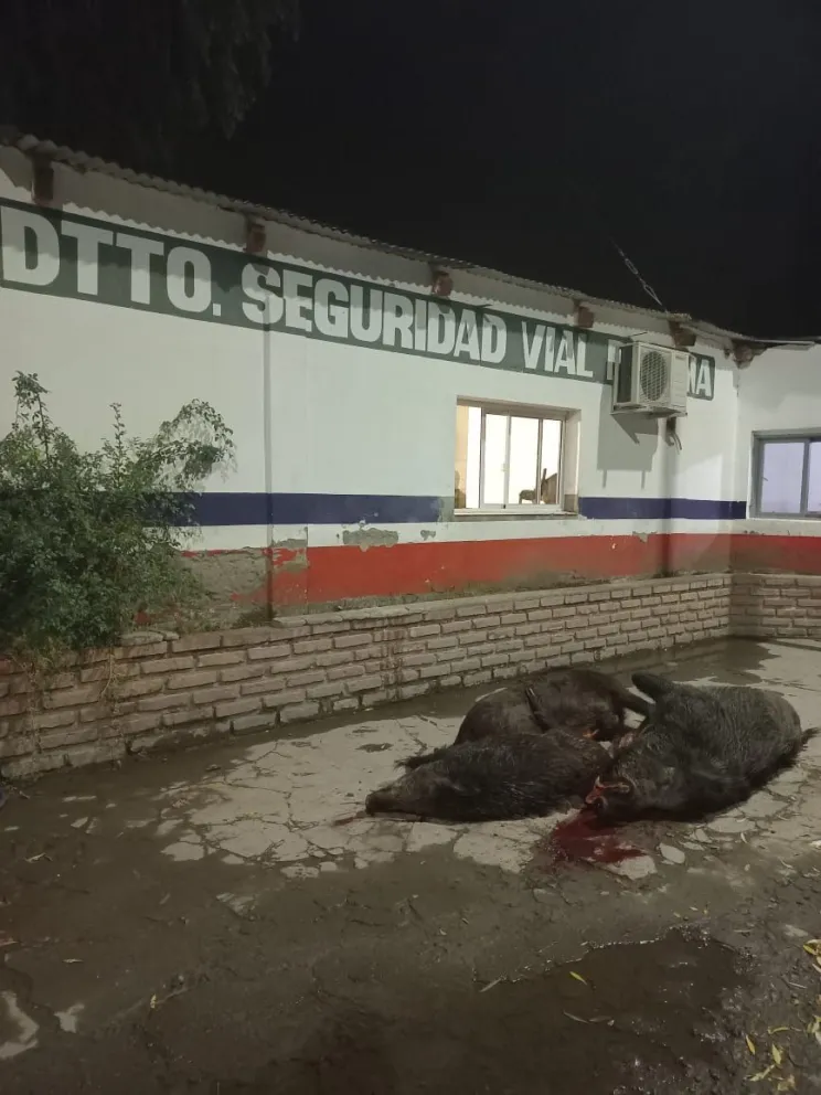 No tienen límites: lo paró la policía y tenía tres jabalíes adentro del auto