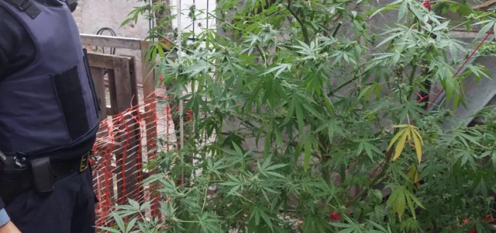 Completito: lo allanaron y le encontraron plantas de marihuana y armas