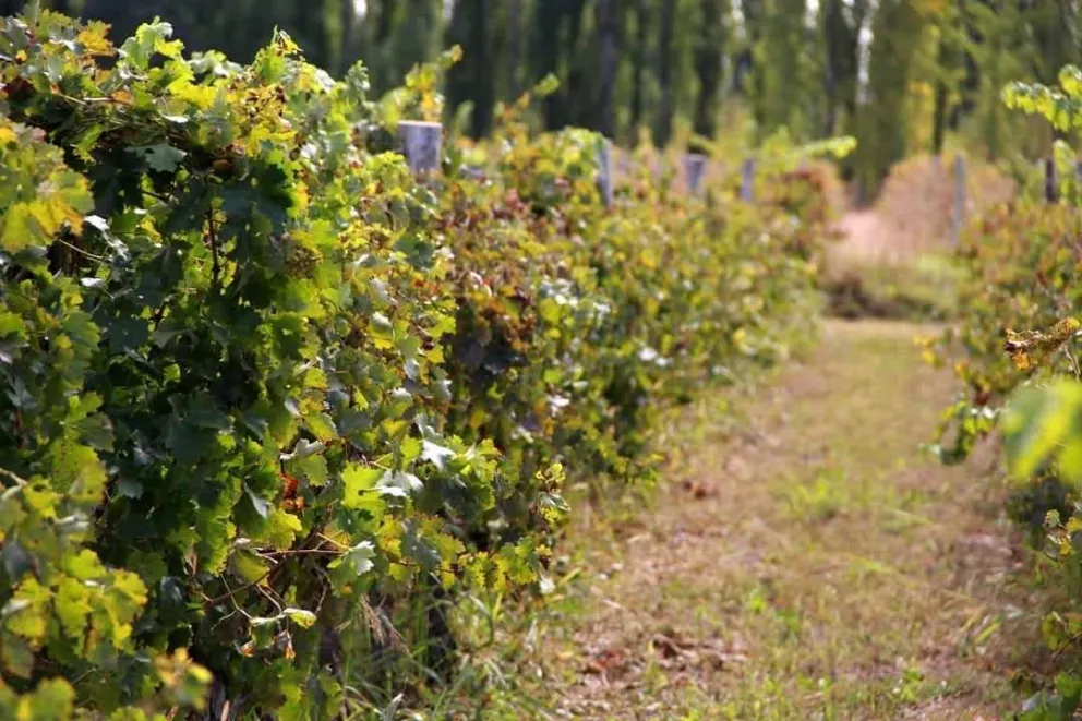Turismo local: No te pierdas esta visita a la Bodega Agrestis