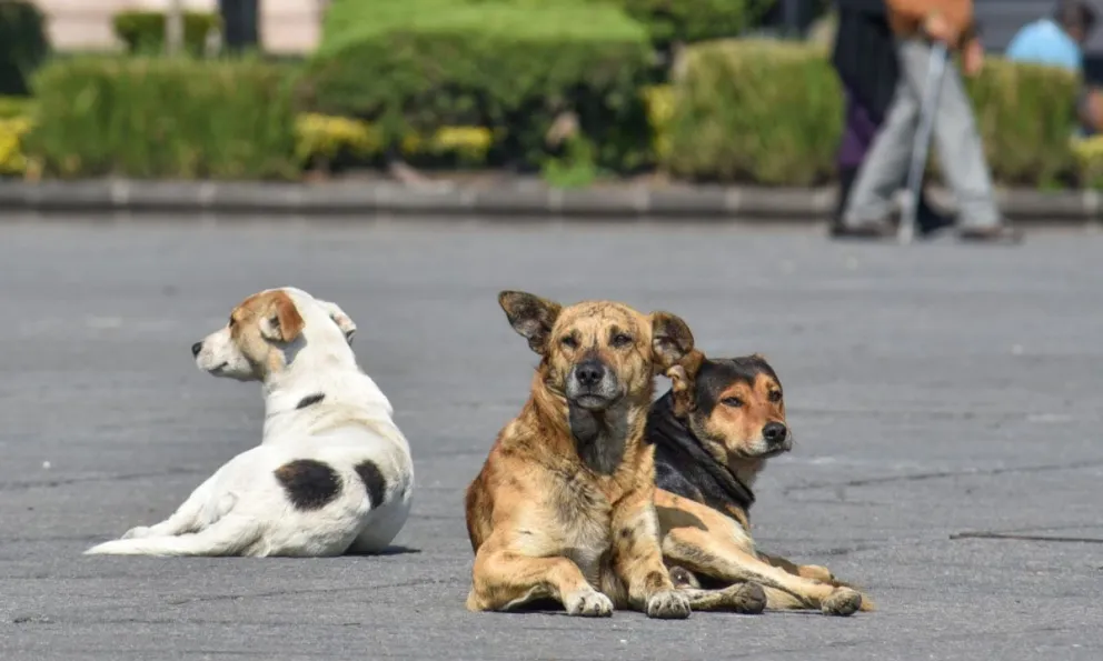 ¿Cacería de perros? Denuncian que el Municipio secuestró perros comunitarios