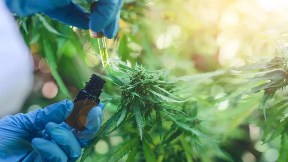 “Despenalizar la salud”: darán una charla abierta en la UNCo sobre el cannabis medicinal