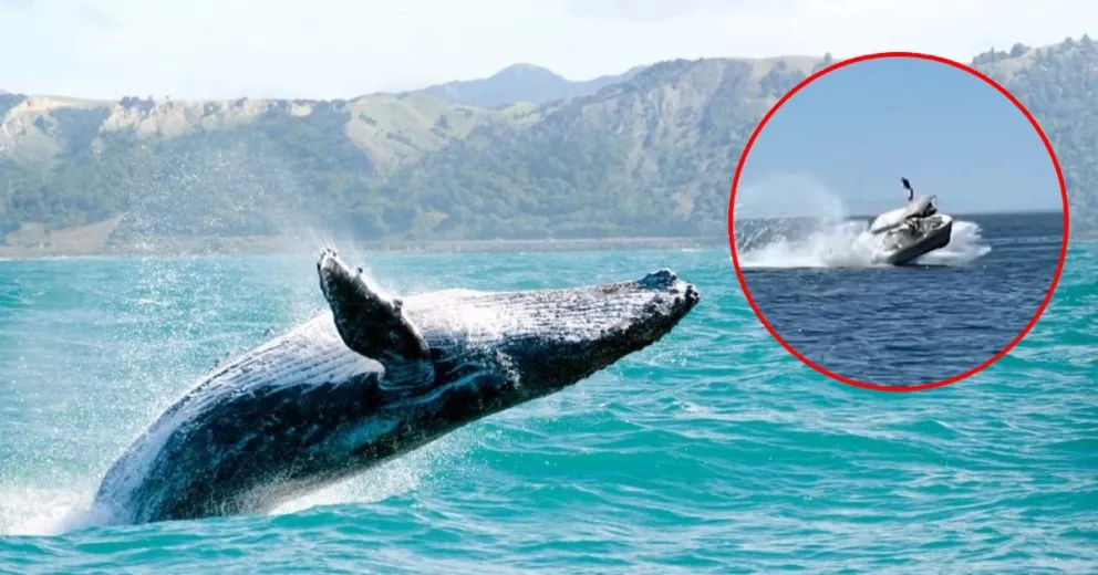 Video: una lancha chocó contra una ballena y 5 personas salieron despedidas por el golpe