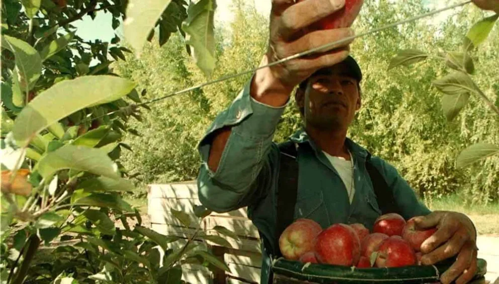 Los trabajadores de la fruta percibirán el bono de $ 18.000