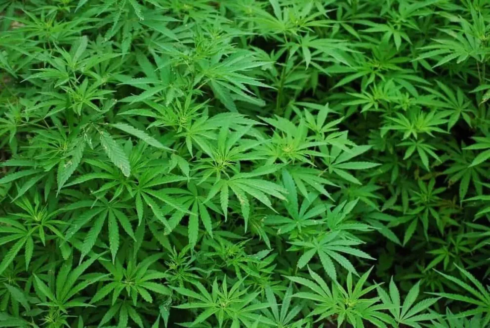Tenía un vivero de marihuana en su casa y fue detenido por Gendarmería Nacional